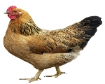 Hen definition and meaning | Collins English Dictionary